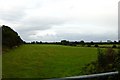 Grassland to the south of woodland