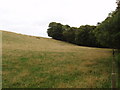 Beech trees and grass meadow by the Reekie Linn waterfall