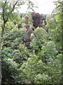 Trees in the gorge of the River Isla