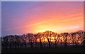 Avenue of trees against autumn sunset, Bosley Fields Farm