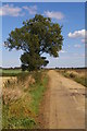 TL3873 : Trees on Long Holme Drove by Ben Harris