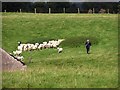 Rounding up the sheep, Tamnvaskey