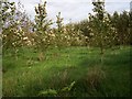 A small part of an extensive Plantation of young trees.