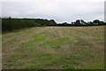 Looking up to Holtham Plantation