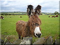 Robridding Lane - Mixed Livestock