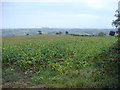 Maize Field looking down towards Hendrew farm