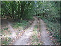 Rusling End: Graffridge Wood