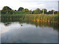 Coots on the Mead pond