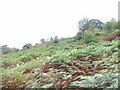 Bracken covered hillside.