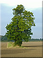 Tree near Low Farm, Willerby