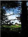 View through trees on Back Road