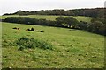 Hilltop Pasture