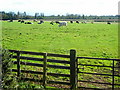 Field of Cattle Near Repentancehill