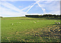 Farmland at Smedheugh