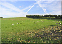 NT4827 : Farmland at Smedheugh by Walter Baxter