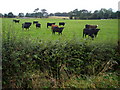 Cattle Near Hitchill