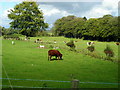 Fields Near Newton