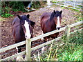 Shire Horses, Mullahead Road, Portadown.