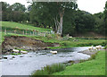 Sheep fording the Afon Teifi, near Llanddewi-Brefi