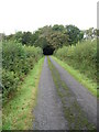 Tree Tunnel