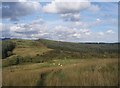 Pasture and Plantation