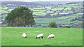 Across the Teifi Valley, near Cellan, Ceredigion