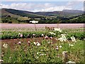 Potatoes and wild flowers, Comrie Farm