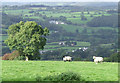 Sheep grazing above the Teifi Valley, Ceredigion