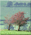 Hawthorn on the Hill, Cattle in the Valley, Ceredigion