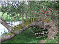 Willow and Thorn by the Teifi, Ceredigion