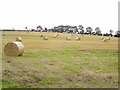 Hay field on the Point Road