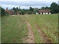 Maize crop near Home Farm