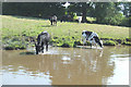 Time for a Pint! Cattle by the Macclesfield Canal, Cheshire