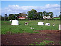 Intensive rearing of calves, Tonaghmore Road, Dromore.