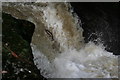 Salmon leaping at Buchanty Spout