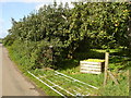 Belmont Road Apple Trees