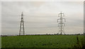 A field of Pylons