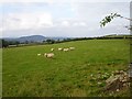 Pasture near Coed-y-wlad