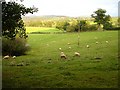 Pasture at Cloddiau