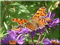 SO7542 : Comma Butterfly at Picton Garden by Trevor Rickard