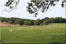 SO6742 : Sheep Pasture by Bob Embleton