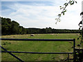 View SE across sheep pasture