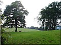 Pasture near Trelydan Farm