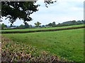 Cattle near The Coppice