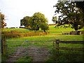 Pasture by Cefn-yspin Lane