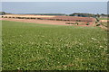 Clover Field at Barras