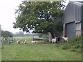 Sheep and goats at Pallance Farm