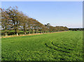 Pasture field and beech trees