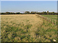 Rough grazing field