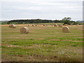 Field of bales